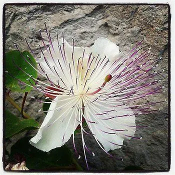 Il Cappero 3*